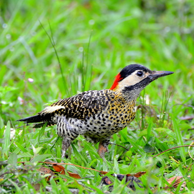 Green-Barred Woodpecker